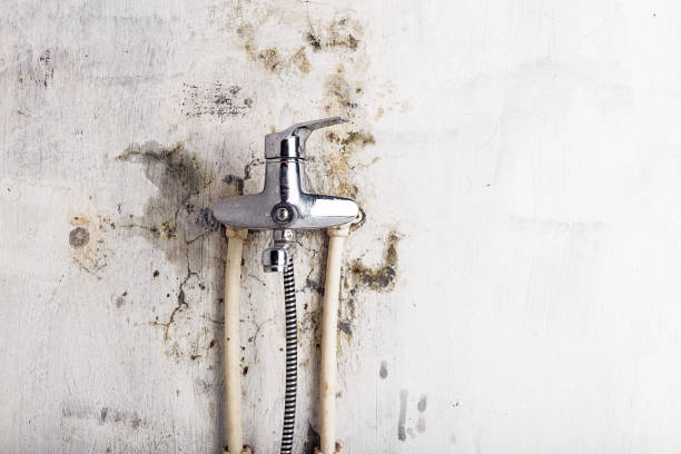Mold Testing and Removal in Petersburg, MI