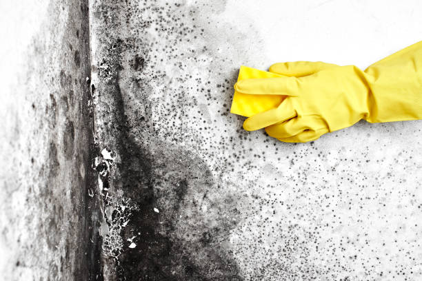 Best Professional Mold Removal  in Petersburg, MI
