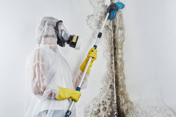 Best Best Mold Removal Companies  in Petersburg, MI