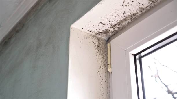 Best Mold Removal Near Me  in Petersburg, MI