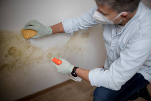 Best Local Mold Removal Service  in Petersburg, MI