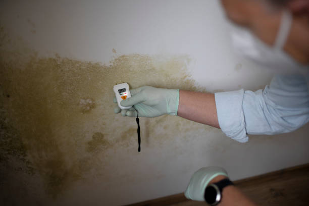Best Home Mold Removal  in Petersburg, MI