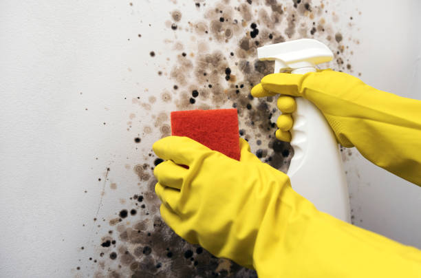 Home Mold Removal in Petersburg, MI