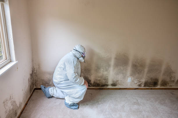 Best Best Mold Removal Companies  in Petersburg, MI