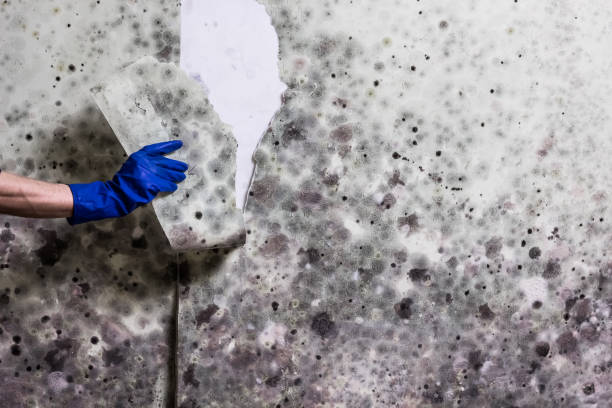 Best Fast Mold Removal  in Petersburg, MI