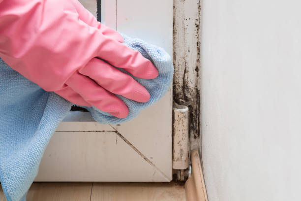 Best Mold Damage Repair  in Petersburg, MI