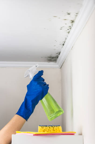 Best Attic Mold Removal  in Petersburg, MI
